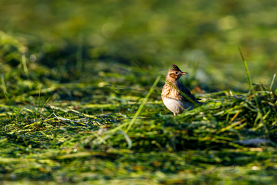 Eine Lerche brütet am Boden
