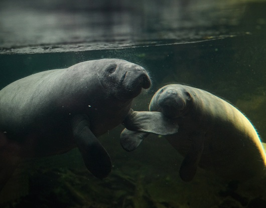 Zwei Seekühe im Schwimmbecken