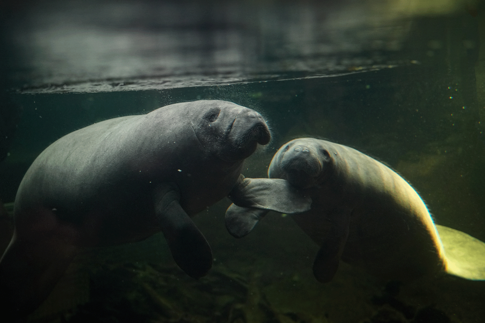 Zwei Seekühe im Aquarium